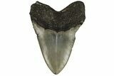 Serrated, Fossil Megalodon Tooth - North Carolina #190642-1